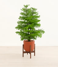 Load image into Gallery viewer, Earth Red stand:walnut
