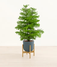 Load image into Gallery viewer, Iron Gray stand:bamboo