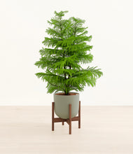 Load image into Gallery viewer, Sage Green stand:walnut