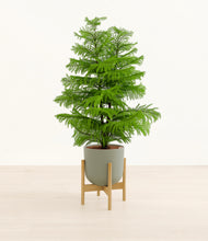 Load image into Gallery viewer, Sage Green stand:bamboo