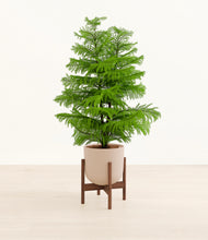 Load image into Gallery viewer, Sandy Pink stand:walnut
