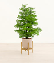 Load image into Gallery viewer, Sandy Pink stand:bamboo