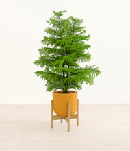 Load image into Gallery viewer, Sunset Orange stand:bamboo