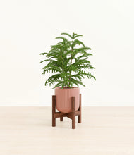 Load image into Gallery viewer, Striped Rose Pink stand:walnut