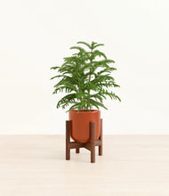 Load image into Gallery viewer, Glossy Red stand:walnut