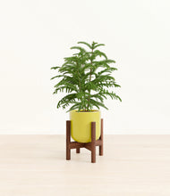Load image into Gallery viewer, Key Lime Yellow stand:walnut