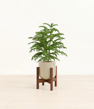 Load image into Gallery viewer, Sage Green stand:walnut