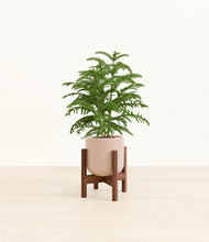 Load image into Gallery viewer, Sandy Pink stand:walnut