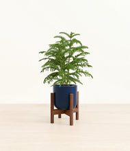 Load image into Gallery viewer, Twilight Blue stand:walnut