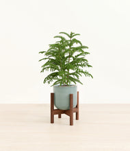 Load image into Gallery viewer, Reactive Aqua stand:walnut