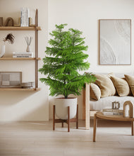 Load image into Gallery viewer, Natural Bamboo stand:walnut