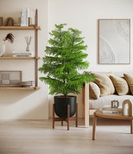Load image into Gallery viewer, Stone Black stand:walnut