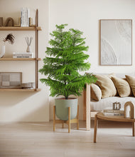 Load image into Gallery viewer, Sage Green stand:bamboo
