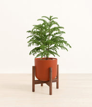 Load image into Gallery viewer, Earth Red stand:walnut