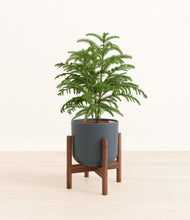 Load image into Gallery viewer, Iron Gray stand:walnut