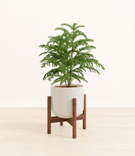 Load image into Gallery viewer, Natural Bamboo stand:walnut