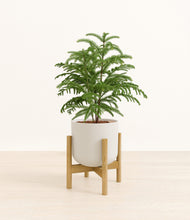 Load image into Gallery viewer, Natural Bamboo stand:bamboo