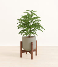 Load image into Gallery viewer, Sage Green stand:walnut