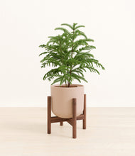 Load image into Gallery viewer, Sandy Pink stand:walnut