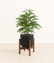 Load image into Gallery viewer, Stone Black stand:walnut