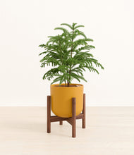 Load image into Gallery viewer, Sunset Orange stand:walnut