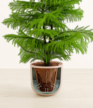 Load image into Gallery viewer, Sandy Pink stand:all