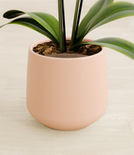 Load image into Gallery viewer, Gentle Pink stand:all