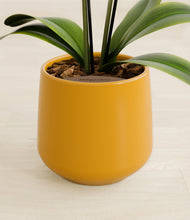 Load image into Gallery viewer, Mustard stand:all