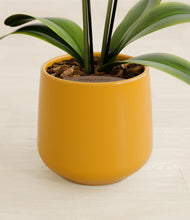 Load image into Gallery viewer, Mustard stand:all