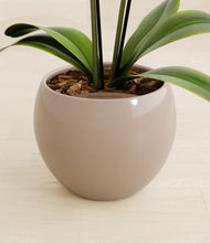 Load image into Gallery viewer, Desert Brown stand:all