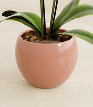 Load image into Gallery viewer, Calm Rose stand:all