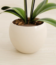 Load image into Gallery viewer, Shiny EggWhite stand:all