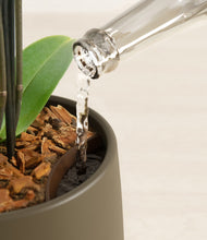 Load image into Gallery viewer, Olive stand:all