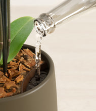 Load image into Gallery viewer, Olive stand:all