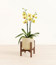 Load image into Gallery viewer, Almond Green stand:walnut