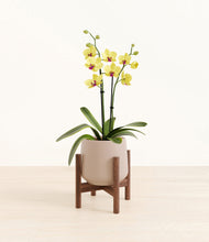 Load image into Gallery viewer, Eternal Gray stand:walnut