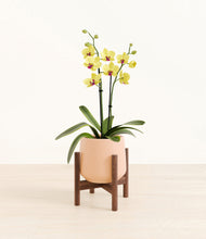 Load image into Gallery viewer, Gentle Pink stand:walnut