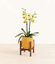 Load image into Gallery viewer, Mustard stand:walnut