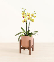 Load image into Gallery viewer, Calm Rose stand:walnut