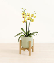 Load image into Gallery viewer, Turquoise stand:bamboo