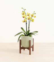 Load image into Gallery viewer, Turquoise stand:walnut