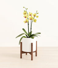 Load image into Gallery viewer, White stand:walnut