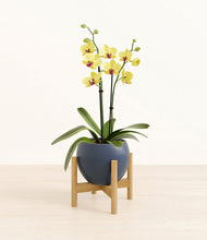 Load image into Gallery viewer, Deep Navy stand:bamboo