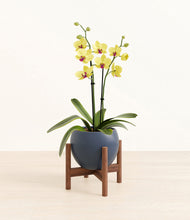 Load image into Gallery viewer, Deep Navy stand:walnut