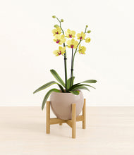 Load image into Gallery viewer, Desert Brown stand:bamboo