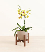 Load image into Gallery viewer, Desert Brown stand:walnut