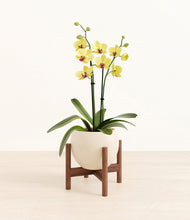 Load image into Gallery viewer, Shiny EggWhite stand:walnut