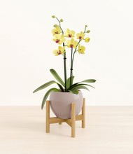 Load image into Gallery viewer, Winter Clouds stand:bamboo