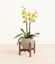 Load image into Gallery viewer, Winter Clouds stand:walnut