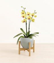 Load image into Gallery viewer, Deep Ocean stand:bamboo